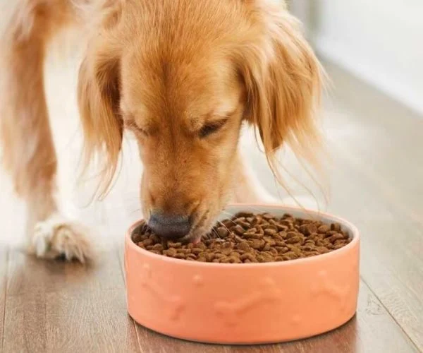 animal food